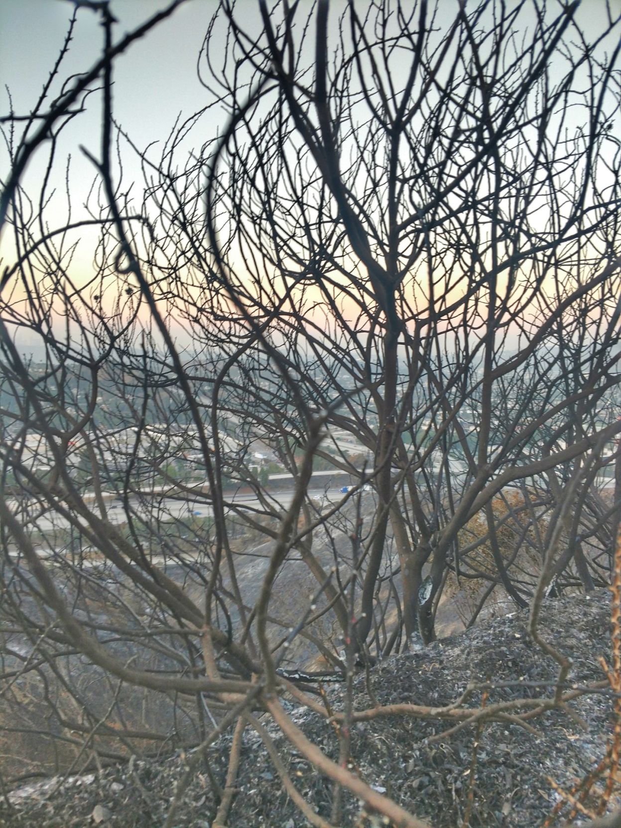 Charred hill overlooking Eagle Rock